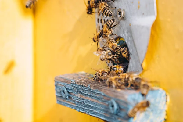 Macro Honeybees Flight Carrying Pollen Beehive — Stock Photo, Image