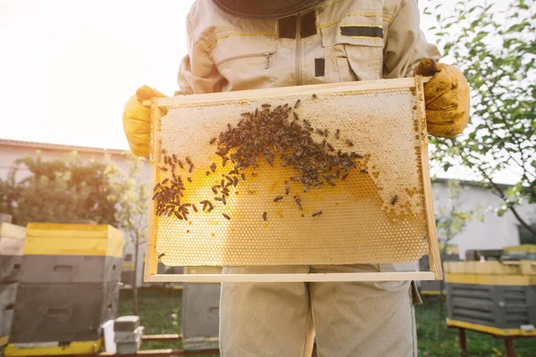 Pszczelarz Zbiera Miód Koncepcja Pszczelarstwa — Zdjęcie stockowe