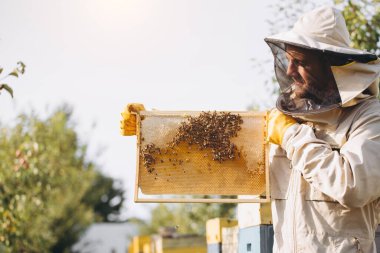 Arıcı elinde arılarla bir bal hücresi tutuyor. Apiculture. Apiary. Bal tarağı üzerinde çalışan arılar. Ballı bal peteği ve arılar yakın plan.