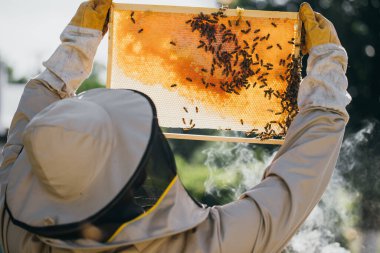 Arıcı elinde arılarla bir bal hücresi tutuyor. Apiculture. Apiary. Bal tarağı üzerinde çalışan arılar. Ballı bal peteği ve arılar yakın plan.