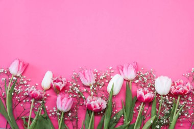 Pembe laleler ve pembe arka planda beyaz çingene çiçekleri. Anneler Günü, doğum günü kutlaması konsepti. Uzayı metin için kopyala. Model