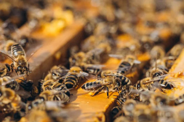 Bijenkolonie Bijenkorf Macro Werken Van Honingbijen Honingraat Wascellen Met Honing — Stockfoto