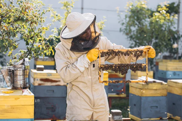 蜜蜂和有机蜂窝与皇家果冻 男人养蜂人拿着一个有蜂窝的木制框架 蜂窝里有蜂王浆 亲爱的蜜蜂宝宝会在乎的蜂窝蜂窝蜂窝养蜂 — 图库照片