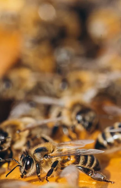 蜂の巣マクロのコロニー ミツバチ ハニカム 蜂蜜と花粉とワックス細胞 — ストック写真