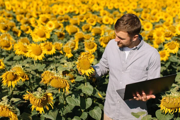 Agronomist Laptoppal Vizsgálja Napraforgó Termés Mezőgazdasági Területen — Stock Fotó