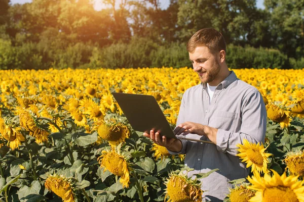 Agronom Notebookem Kontroluje Slunečnicové Plodiny Zemědělství — Stock fotografie