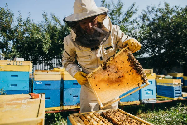 Portrait of a happy male beekeeper working in an apiary near beehives with bees. Collect honey. Beekeeper on apiary. Beekeeping concept.