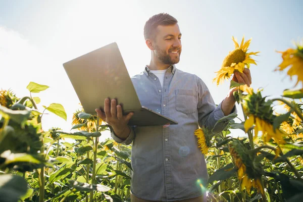 Agronomist Laptopem Kontroluje Uprawy Słonecznika Polu Rolniczym — Zdjęcie stockowe