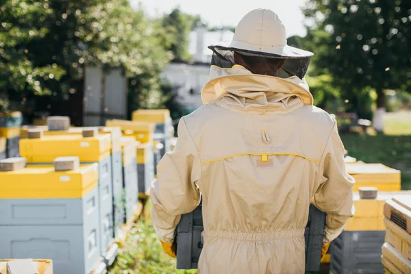 Muž Včelař Ochranném Obleku Drží Včelíně Pohled Zezadu — Stock fotografie