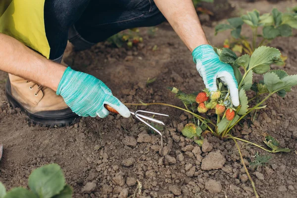 Ein Gärtner Arbeitet Erdbeergarten — Stockfoto