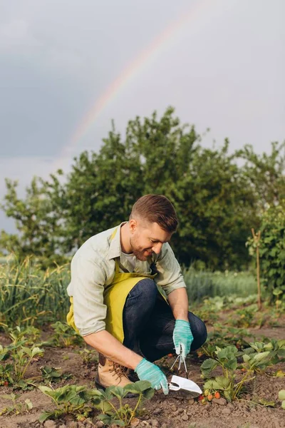 快乐的男性园艺师在彩虹背景下为草莓园工作 — 图库照片