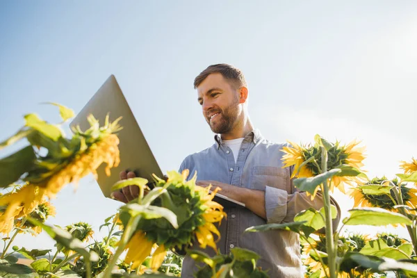 Agronomist Laptop Inspects Sunflower Crop Agricultural Field — Stock Photo, Image