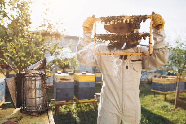 養蜂家は養蜂場の巣を検査する 養蜂家の煙から前景の煙が渦巻く ミツバチと蜂蜜のフレームがいっぱいです — ストック写真