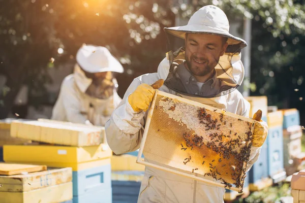 两名养蜂人与蜂窝中的蜜蜂一起工作 穿着防护服在一个小围场工作 从木制蜂窝中获得蜂窝 经验转让概念 — 图库照片