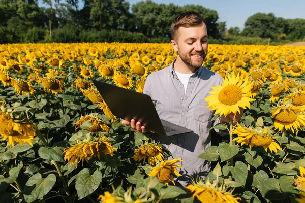 노트북을 농학자 농지에서 해바라기를 재배하고 — 스톡 사진