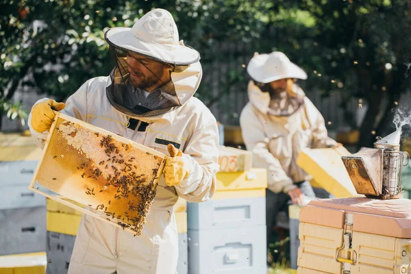 2匹の養蜂家は蜂でいっぱいのハニカムで働き 小さな養殖場で保護された均一な働きをし 木製の蜂の巣からハニカムを得る 食欲をそそる 移転のコンセプト — ストック写真