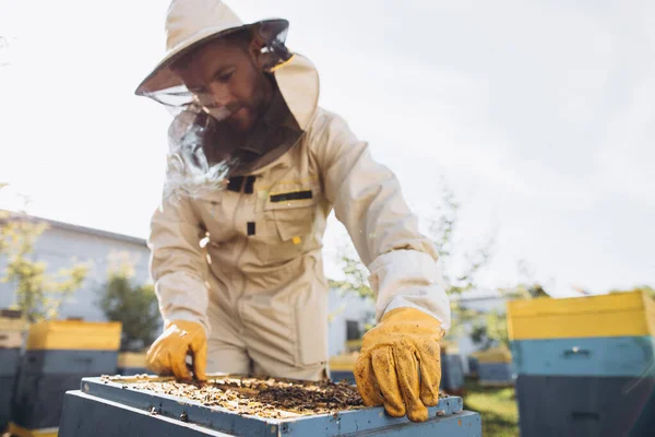 女王蜂の幼虫の女王蜂を飼育してる 女王蜂と一緒に養蜂家は 女王蜂の繁殖のために外出する準備ができている プラスチック製の女王細胞のロイヤルゼリー ソフトフォーカス — ストック写真