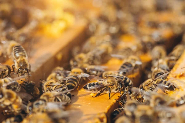 Bee Colony Hive Macro Working Honey Bees Honeycomb Wax Cells — Stock Photo, Image