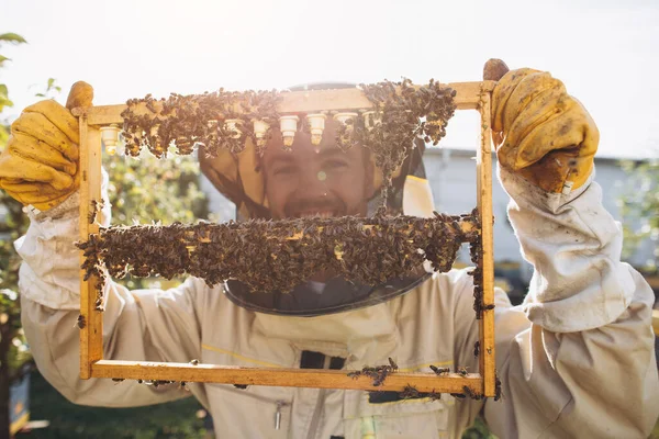 Пчелы Органические Соты Королевским Желе Человек Пчеловод Держит Деревянную Раму — стоковое фото