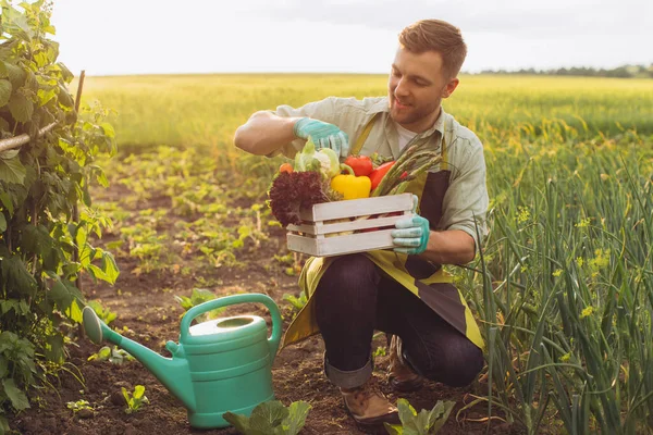Boldog Farmer Férfi Gazdaság Kosár Friss Zöldségek Dolgozik Kertben Kertészeti — Stock Fotó