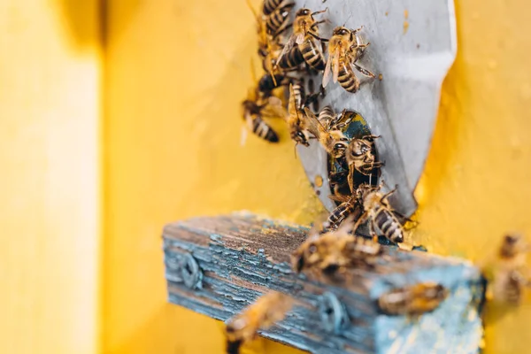 Macro Van Honingbijen Die Stuifmeel Naar Een Bijenkorf Brengen — Stockfoto