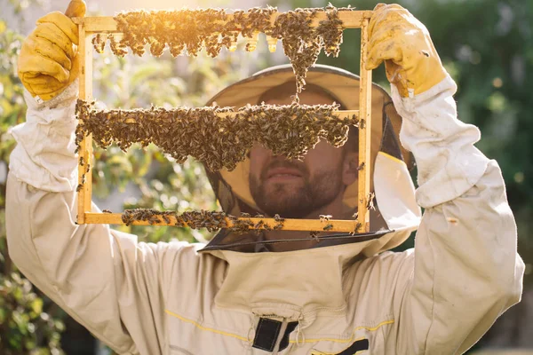Pszczoły Organiczny Plaster Miodu Królewską Galaretką Człowiek Pszczelarz Trzymający Drewnianą — Zdjęcie stockowe
