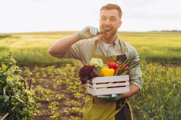 Hombre Agricultor Feliz Sosteniendo Cesta Con Verduras Frescas Pepino Mordedor —  Fotos de Stock