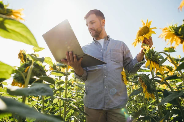 Agronomist Laptop Inspects Sunflower Crop Agricultural Field — Stock Photo, Image