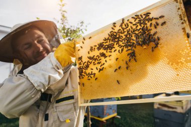 Arıcı elinde arılarla bir bal hücresi tutuyor. Apiculture. Apiary. Bal tarağı üzerinde çalışan arılar. Ballı bal peteği ve arılar yakın plan.