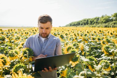 Dizüstü bilgisayarlı tarımcı tarım alanındaki ayçiçeği mahsulünü teftiş ediyor.