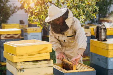 Arıcı elinde arılarla bir bal hücresi tutuyor. Apiculture. Apiary. Bal tarağı üzerinde çalışan arılar. Ballı bal peteği ve arılar yakın plan.