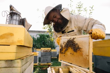 Arıcı elinde arılarla bir bal hücresi tutuyor. Apiculture. Apiary. Bal tarağı üzerinde çalışan arılar. Ballı bal peteği ve arılar yakın plan.