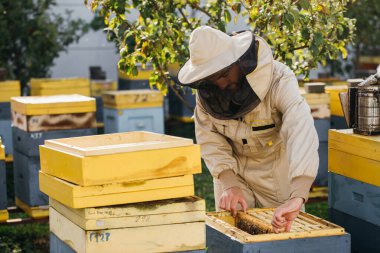Arıcı elinde arılarla bir bal hücresi tutuyor. Apiculture. Apiary. Bal tarağı üzerinde çalışan arılar. Ballı bal peteği ve arılar yakın plan.