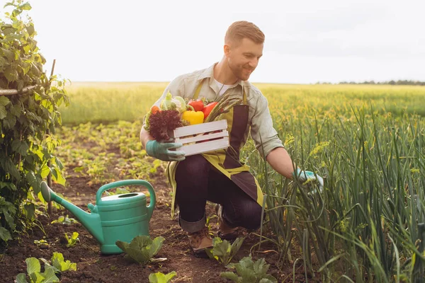 Boldog Farmer Férfi Gazdaság Kosár Friss Zöldségek Dolgozik Kertben Kertészeti — Stock Fotó