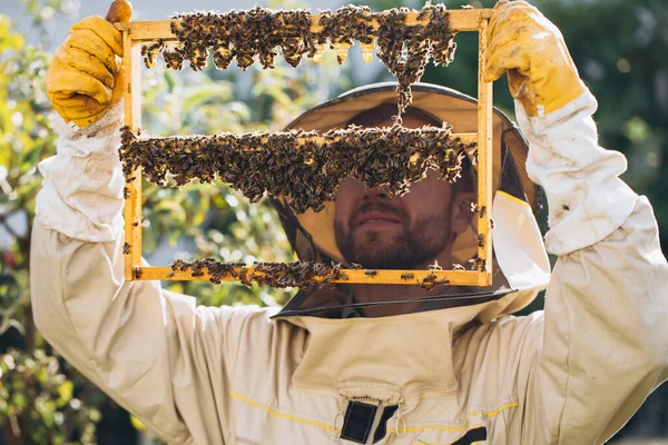 Bees Organic Honeycomb Royal Jelly Man Beekeeper Holding Wooden Frame — Stock Photo, Image
