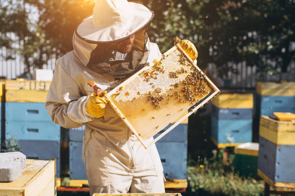 The beekeeper holds a honey cell with bees in his hands. Apiculture. Apiary. Working bees on honey comb. Honeycomb with honey and bees close-up.