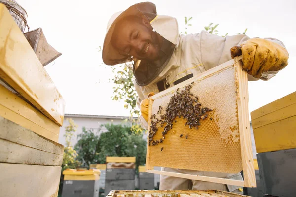 The beekeeper holds a honey cell with bees in his hands. Apiculture. Apiary. Working bees on honey comb. Honeycomb with honey and bees close-up.