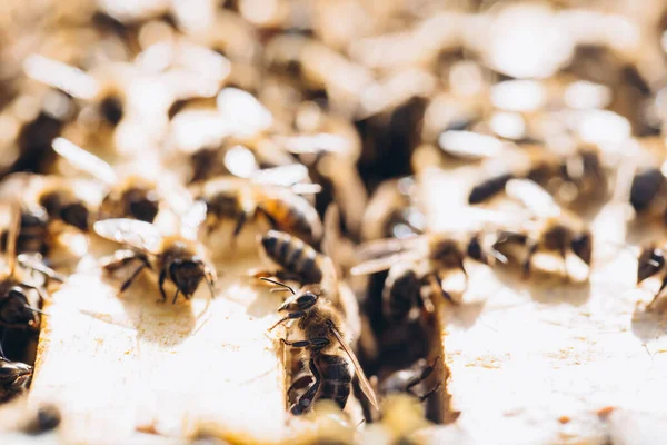 Kolonia Pszczół Roju Makro Pracujące Pszczoły Miodne Plaster Miodu Komórki — Zdjęcie stockowe