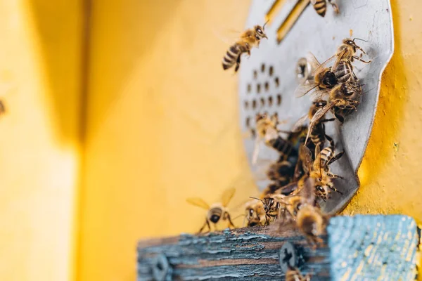 花粉を巣に運ぶ飛行中のミツバチのマクロ — ストック写真