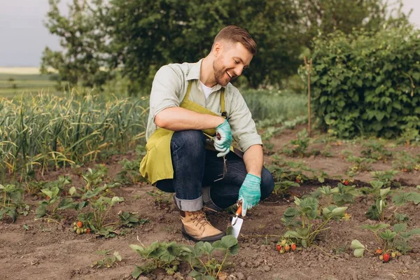 Χαρούμενος Αρσενικός Κηπουρός Που Εργάζεται Στον Κήπο Φράουλα — Φωτογραφία Αρχείου