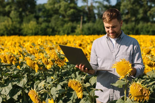 Agronom Notebookem Kontroluje Slunečnicové Plodiny Zemědělství — Stock fotografie