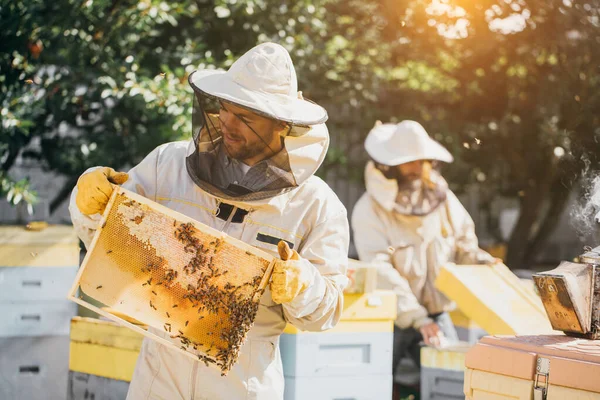 Два Пчеловода Работают Сотами Полными Пчел Защитной Форме Работая Маленькой — стоковое фото