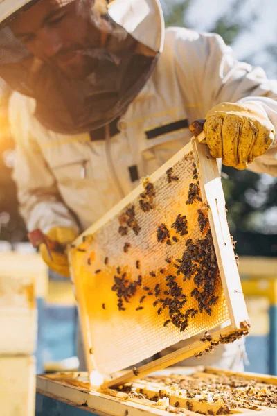 Arıcı Elinde Arılarla Bir Bal Hücresi Tutuyor Apiculture Apiary Bal — Stok fotoğraf
