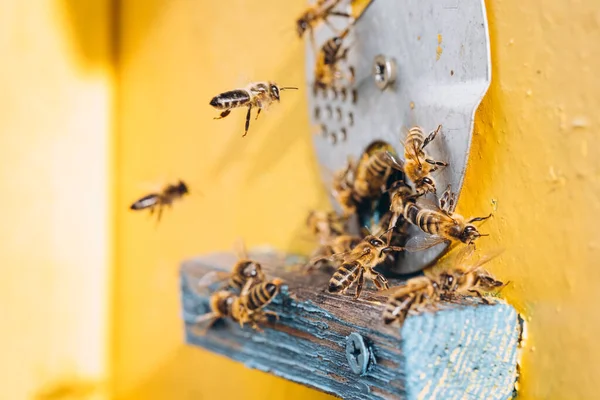 花粉を巣に運ぶ飛行中のミツバチのマクロ — ストック写真
