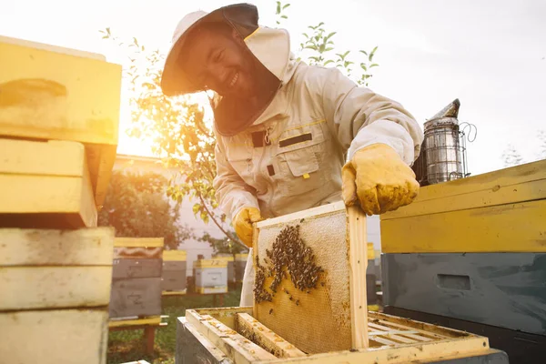 Arı Yetiştiricisi Bal Toplamak Için Çalışır Arıcılık Konsepti — Stok fotoğraf