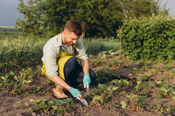 Χαρούμενος Αρσενικός Κηπουρός Που Εργάζεται Στον Κήπο Φράουλα — Φωτογραφία Αρχείου
