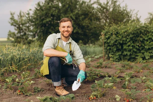 Happy Male Gardener Working Strawberry Garden — Stock Photo, Image