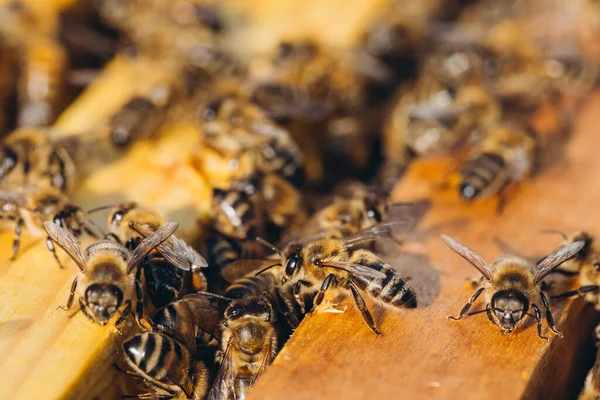 Bijenkolonie Bijenkorf Macro Werken Van Honingbijen Honingraat Wascellen Met Honing — Stockfoto