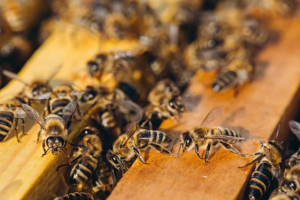 Kovan Makrosundaki Arı Kolonisi Çalışan Bal Arıları Bal Peteği Bal — Stok fotoğraf