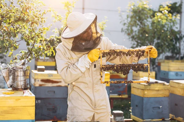 蜜蜂和有机蜂窝与皇家果冻 男人养蜂人拿着一个有蜂窝的木制框架 蜂窝里有蜂王浆 亲爱的蜜蜂宝宝会在乎的蜂窝蜂窝蜂窝养蜂 — 图库照片